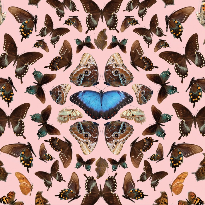 Butterflies photographed from above on a pink background