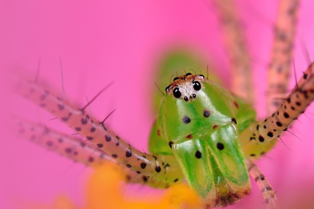 Spider Pavilion