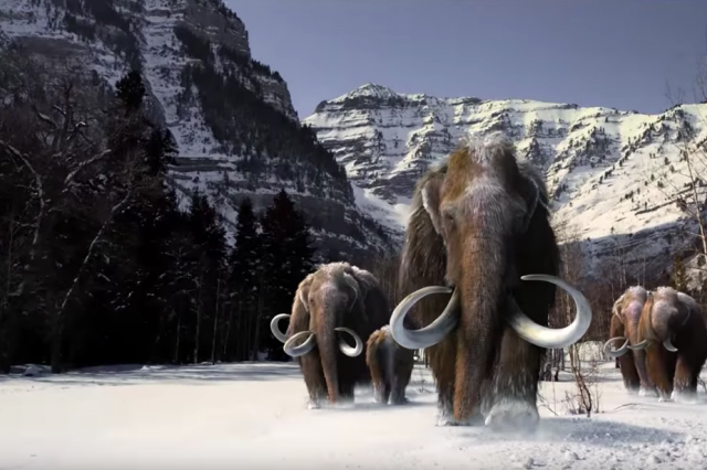 Image of mammoths