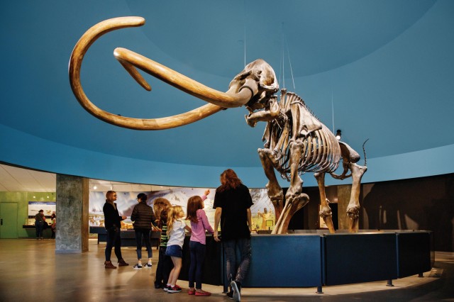 Tar Pits Experience