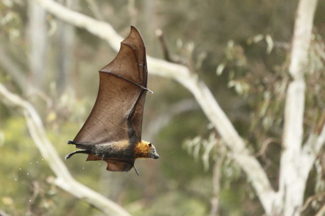 Bat image
