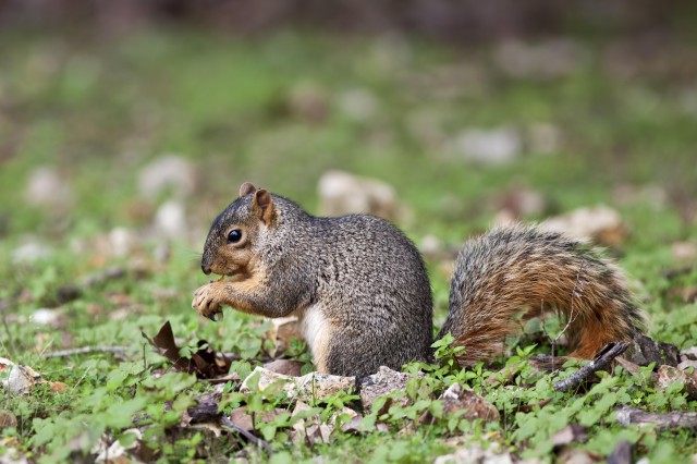 grey squirrel eating outside