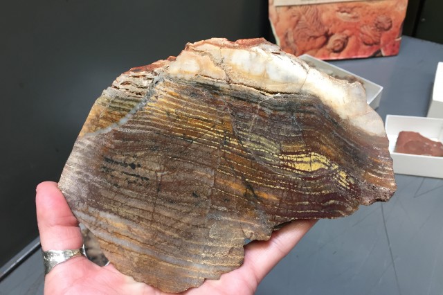 image of stromatolite, oldest fossil