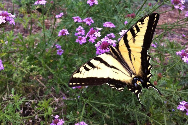 A swallowtail butterfly on purple verbena