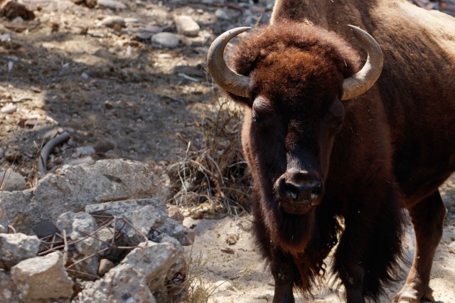 join and give footer HART bison