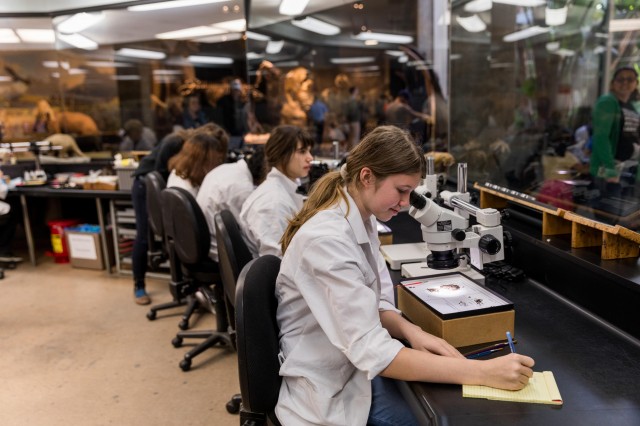 Teens helping out in the Fossil Lab as part of La Brea Tar Pits Teen Program