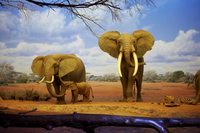 elephants in the african mammal hall