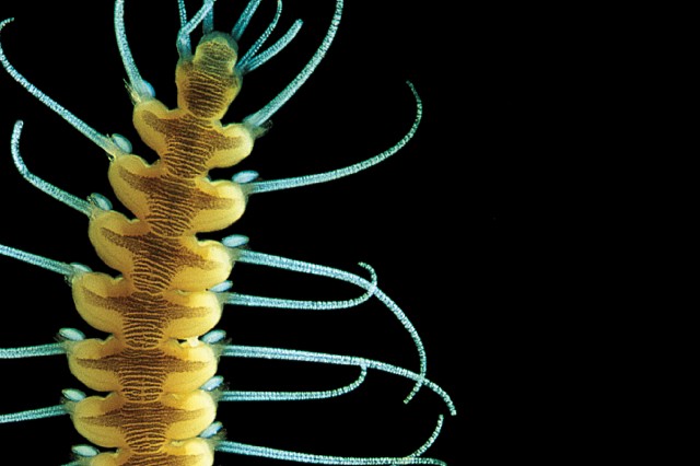 microscopic image of polychaete specimen collection