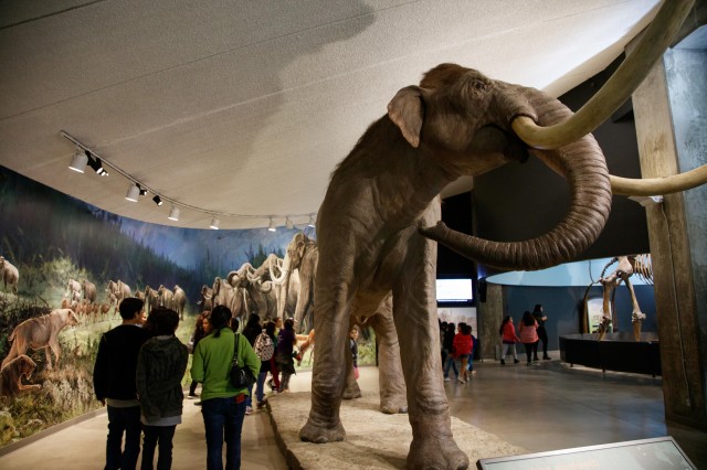 Visitors walking around La Brea Tar Pits museum and admiring the Mammoths and Mastodons displays