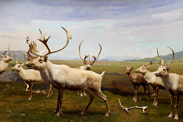 alliance circle north american mammal hall diorama