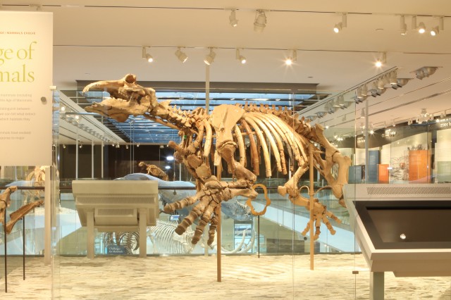 The holotype skeleton of the extinct aquatic herbivore Neoparadoxia cecilialina from the Monterey Formation of Orange County.