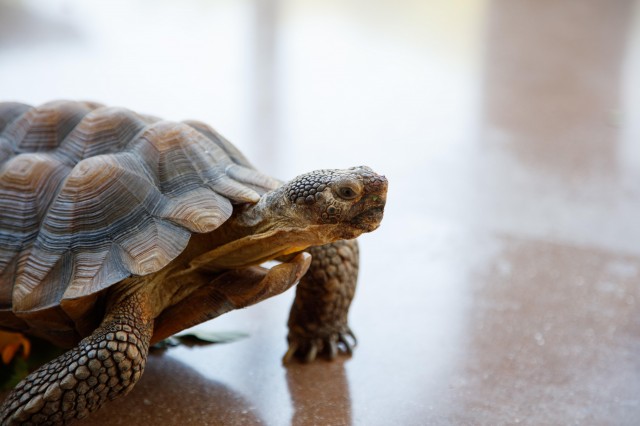 CA desert tortoise