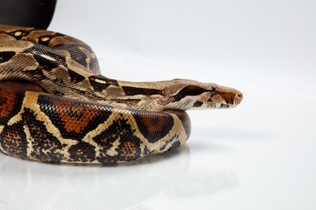 snake live animals herpetology