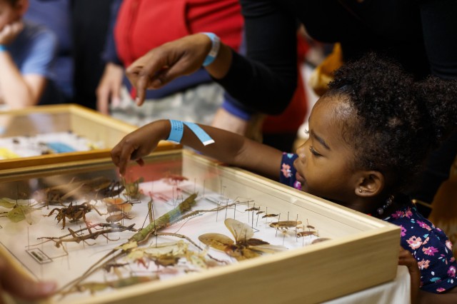 child insect case specimen bug fair