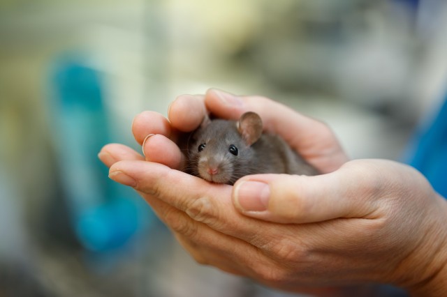 Hands holding rat