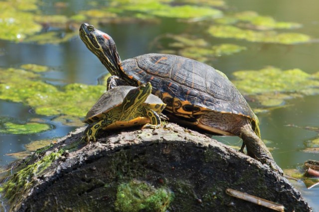 Red-eared slider turtles in Franklin Canyon Park