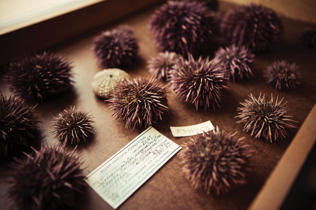 Sea urchin specimens from the Echinoderm Department