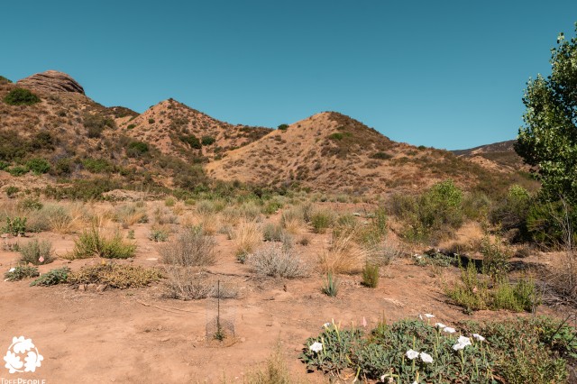 Landscape view of San Francisquito Canyon