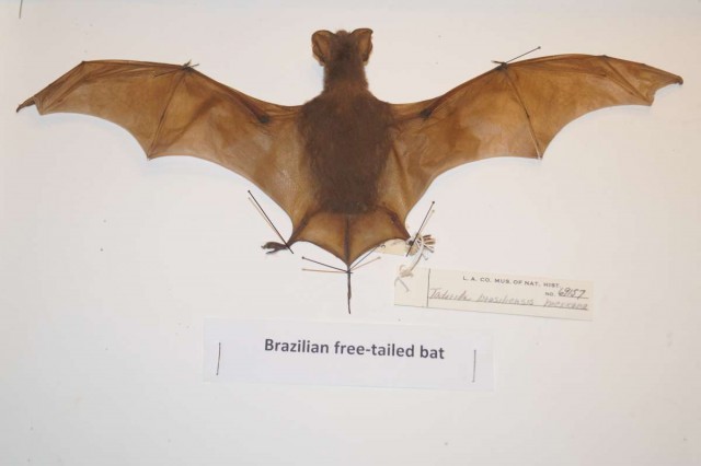 Bat, Collections, Natural LA