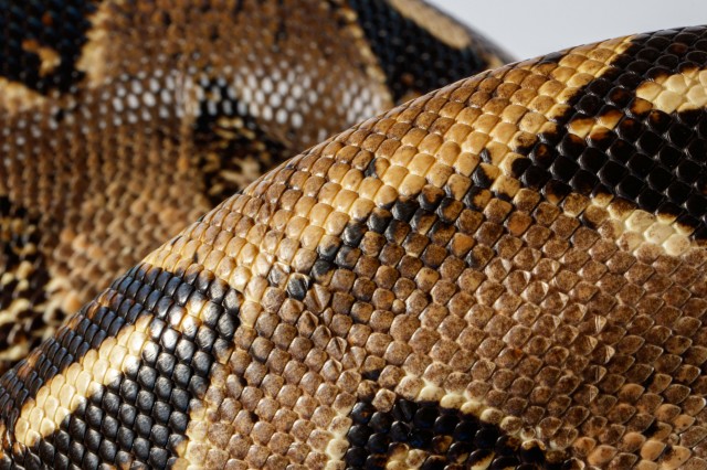 Boa Scales Close Up