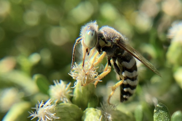 Green-eyed insect with black and white striped abdomen on a baccharis flower.