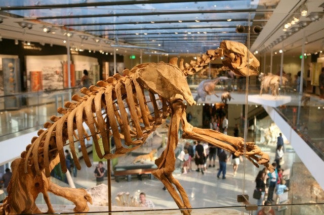 Age of Mammals, Shasta Ground Sloth