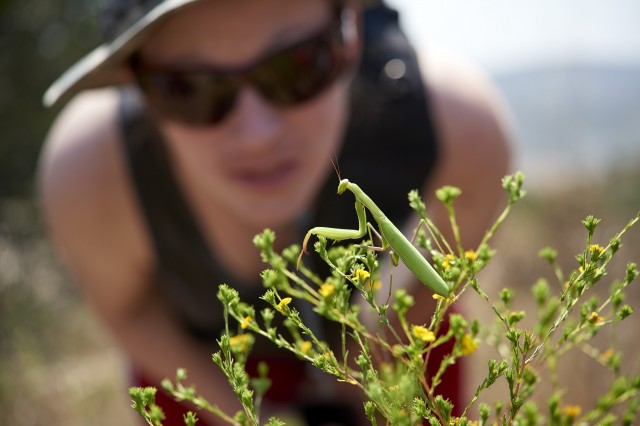 Praying Mantis in the field