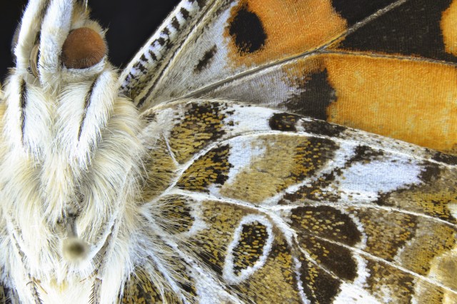 Close up of Painted Lady Butterfly