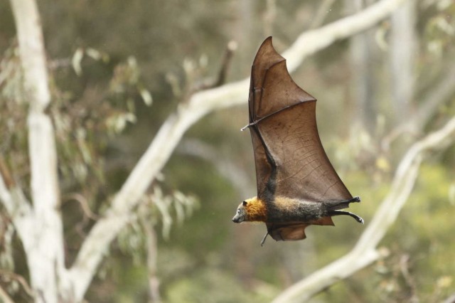 bat flying through trees