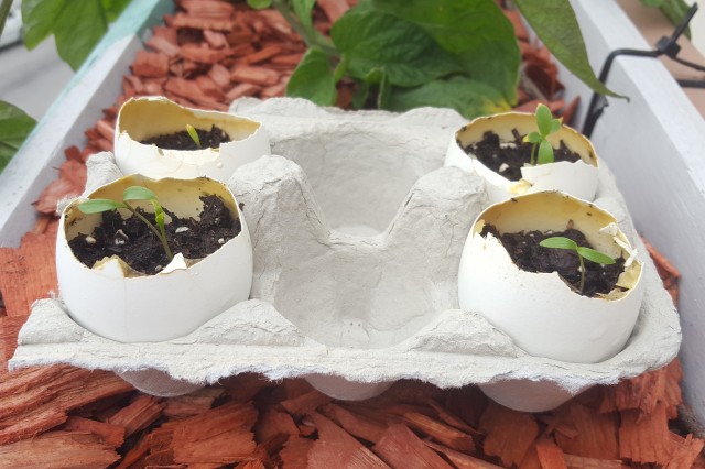 Image of eggshell herb garden activity.