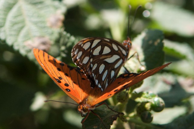 Gulf Fritillary butterflies, one with wings open and another with wings closed.