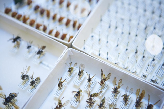 Insects specimens pinned in white boxes