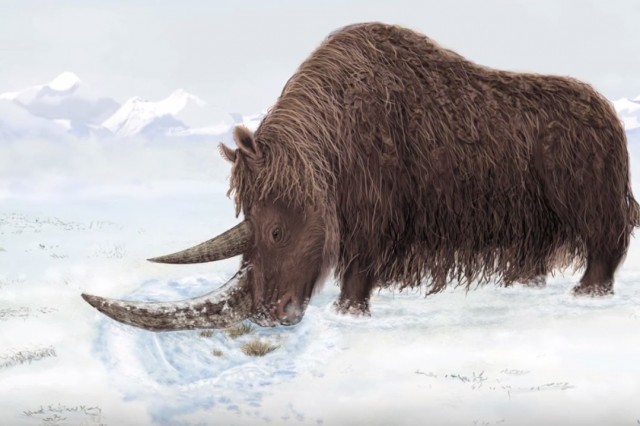 Woolly Rhino in the snow.