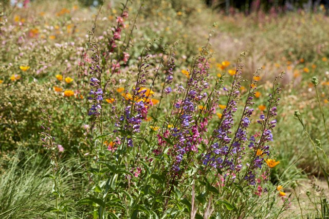 Pollinator Plants