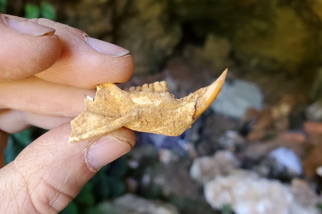 Mammal fossil - Dr. Jorge Velez-Juarbe