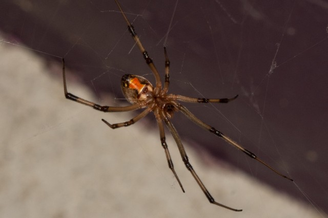 non-native brown widow spider