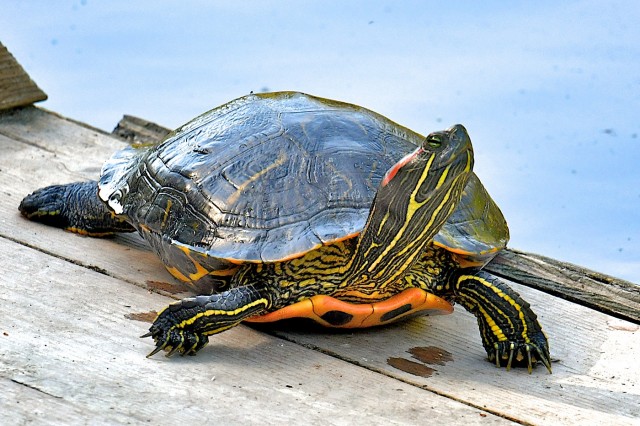 Red Eared Slider Turtle