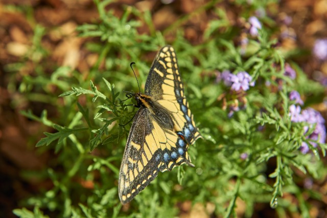 Butterfly next to purple flower