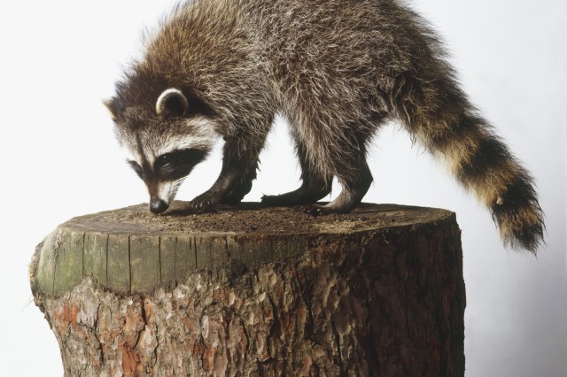 Raccoon on stump