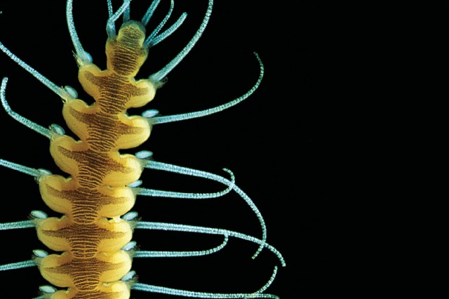 Close up of Polychaetes, black background