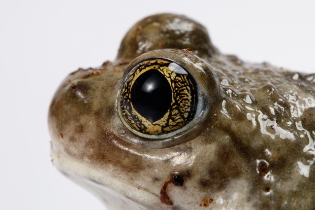 close up of Prince the spadefoot frog