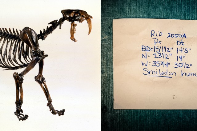 Sabertooth cat skeleton and notecard with field notes