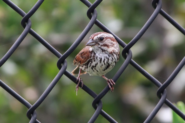 Song Sparrow City Nature Challenge observation 2020