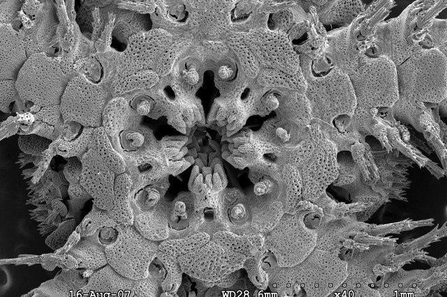 SEM scan close up of ophiotrix brittle star