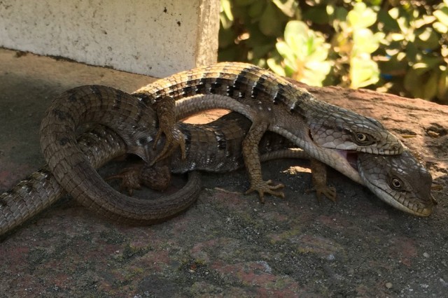 Alligator lizard coitus 2021 by iNat user James