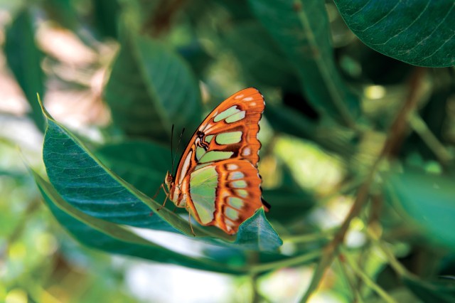 Malachite butterfly inside NHM&#039;s Butterfly Pavilion