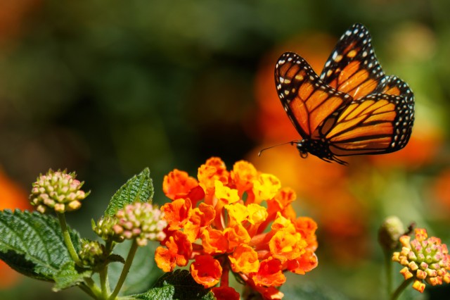 Monarch and tropical Milkweed DAMS