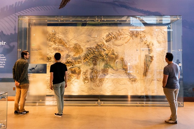 Visitors viewing an installation of a pregnant plesiosaur in the Dinosaur Hall