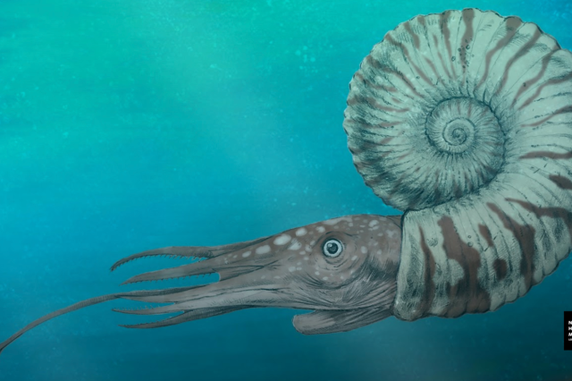 A paleoart rendition of Eupachydiscus sp. by Cullen Townsend.