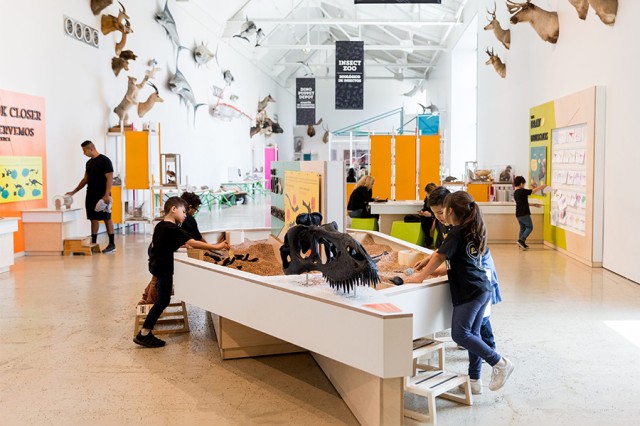 Children standing around the Paleo Play Zone, a counter with imitation sand and fossils, with mounted taxidermy up high on the wall in the background